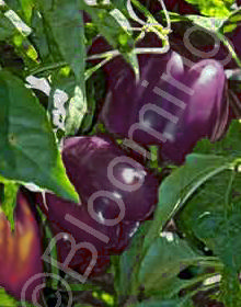 Capsicum annuum 'Sweet Chocolate'